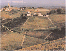 Bruno Giacosa wineyard